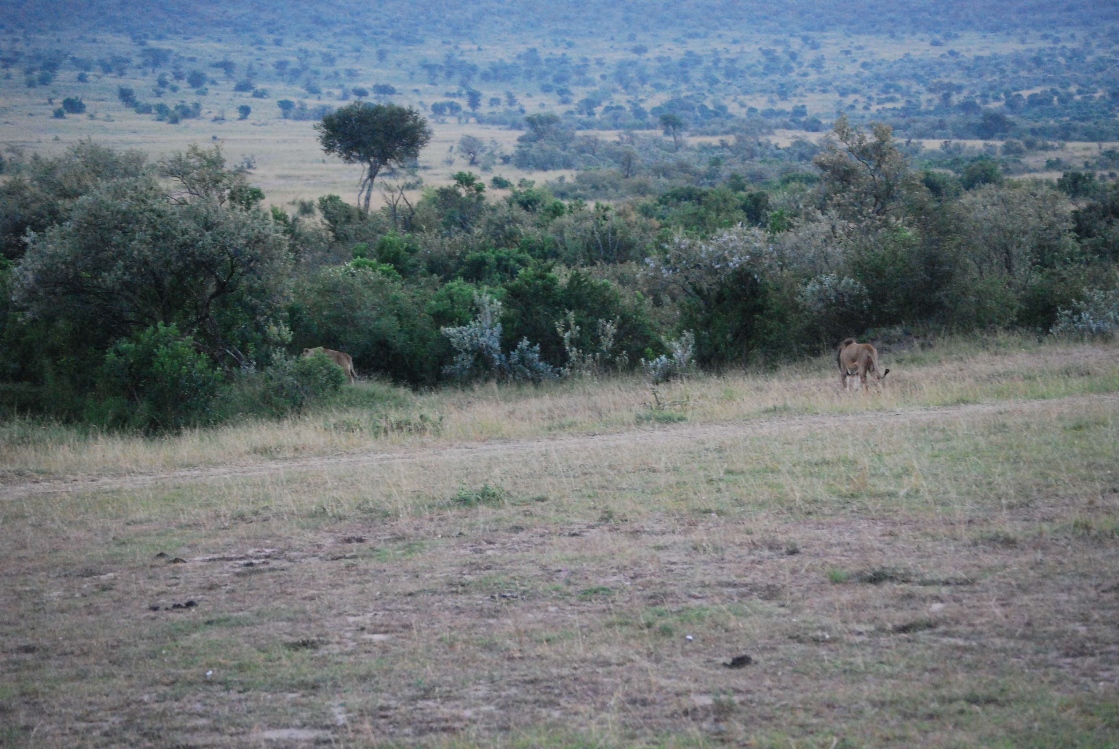 Un montón de leones y un poquito de porno - Regreso al Mara - Kenia (8)